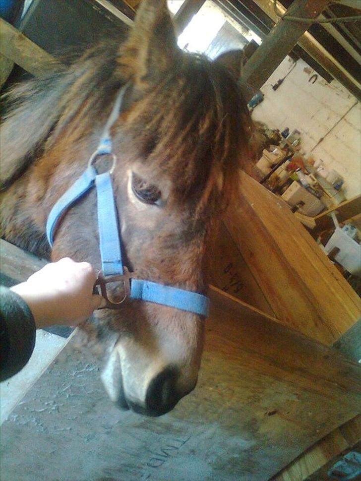 Anden særlig race ballu billede 7