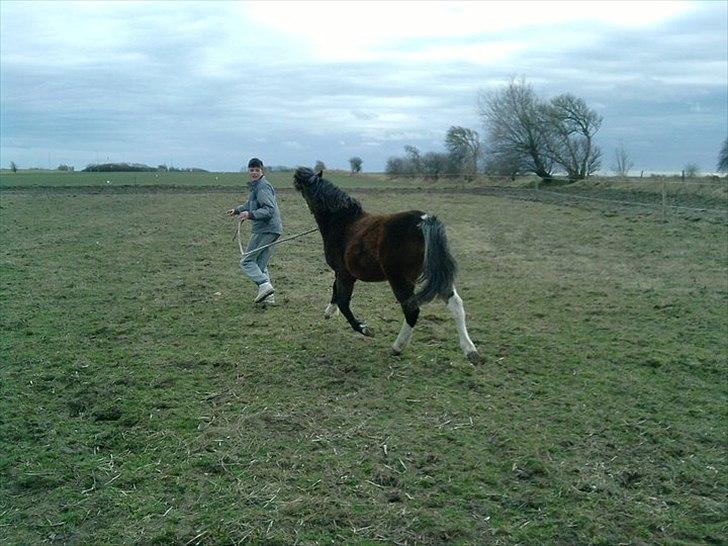 Anden særlig race ballu billede 8