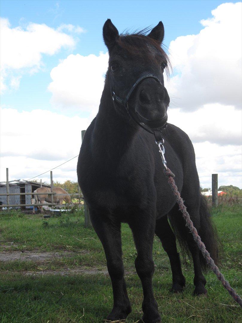 Shetlænder Claus † RIP † 10/9-11:( - Dejlige! billede 4