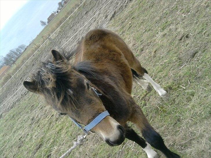 Anden særlig race ballu billede 9