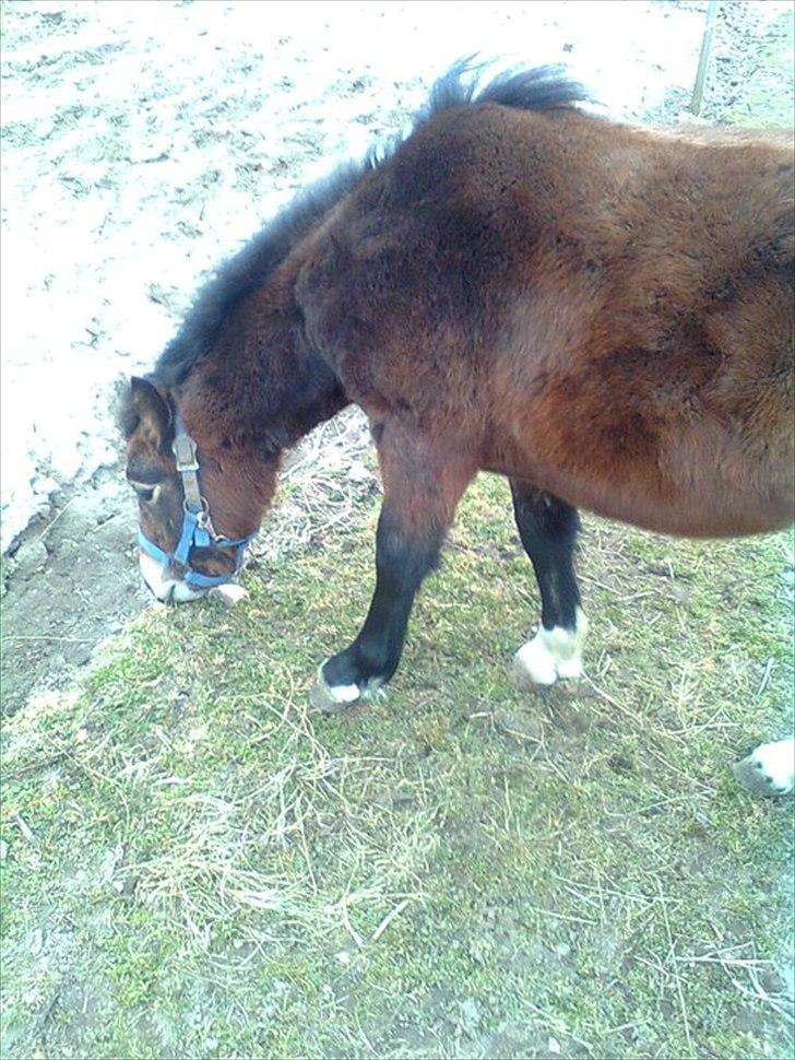 Anden særlig race ballu billede 10