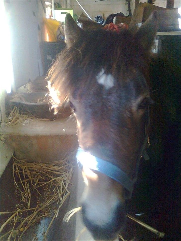 Anden særlig race ballu billede 11