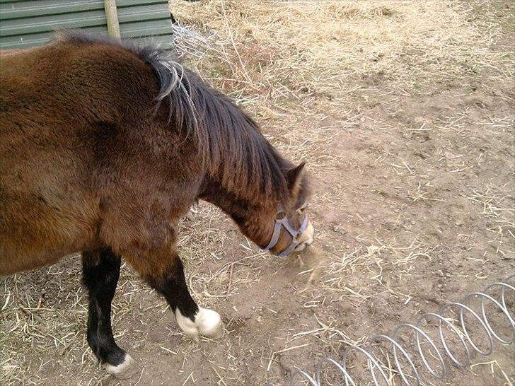 Anden særlig race ballu billede 12