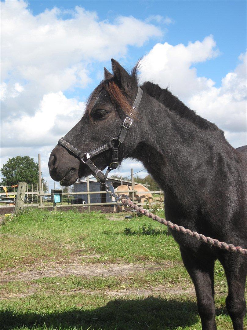 Shetlænder Claus † RIP † 10/9-11:( - Smukke!(-: billede 12