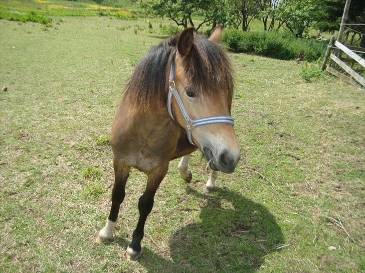 Anden særlig race ballu billede 13