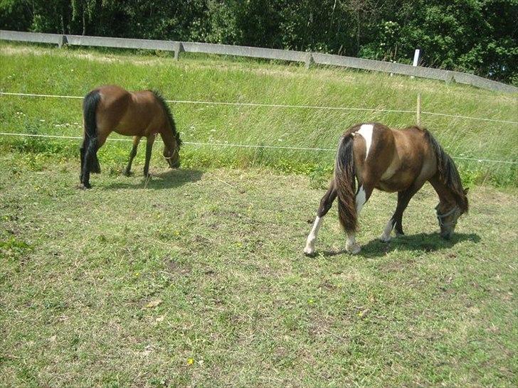 Anden særlig race ballu billede 14