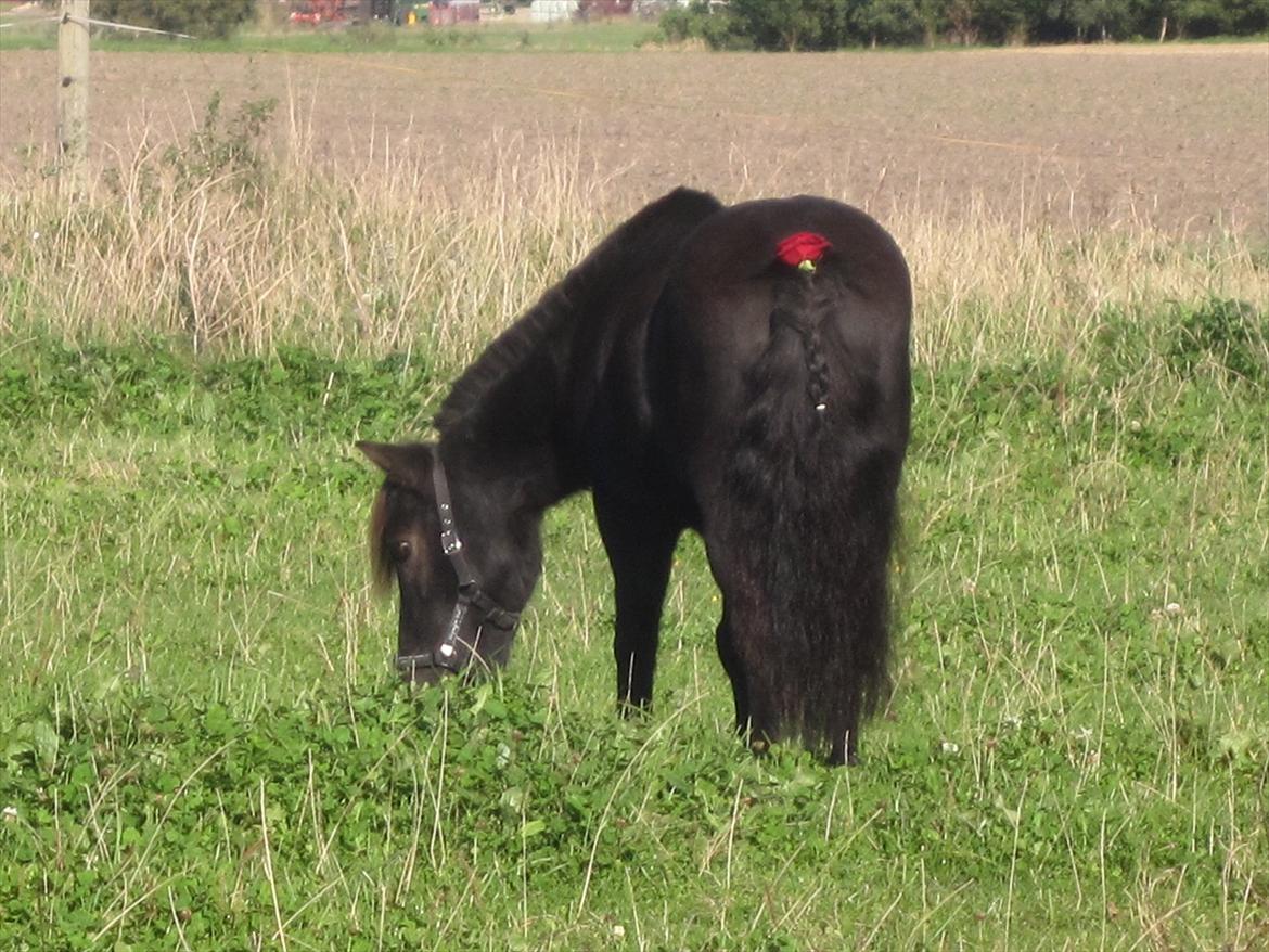 Shetlænder Claus † RIP † 10/9-11:( - :-*<3 billede 13