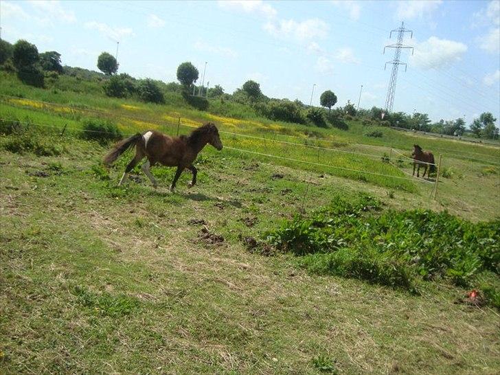 Anden særlig race ballu billede 15