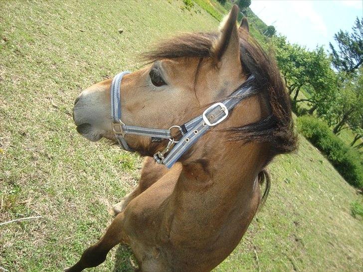 Anden særlig race ballu billede 16