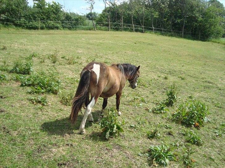 Anden særlig race ballu billede 17
