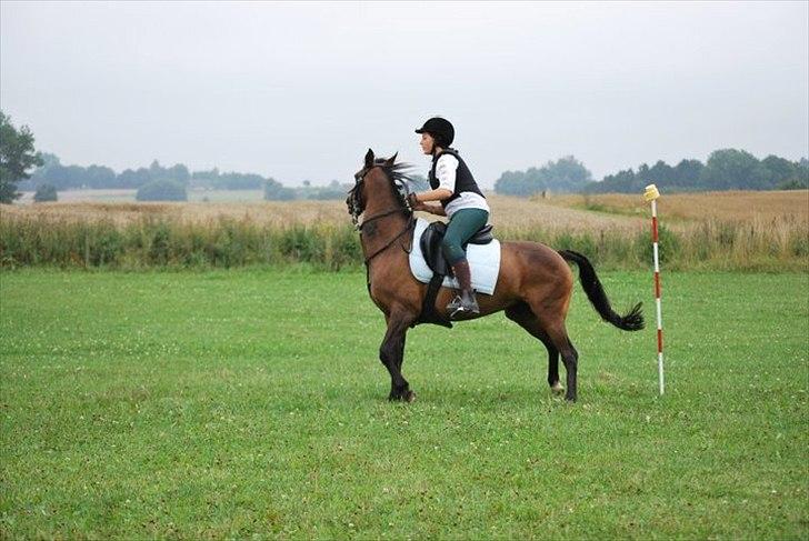 Anden særlig race Pretty Princess*Solgt* billede 19