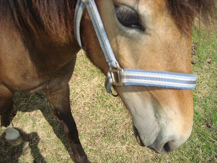 Anden særlig race ballu billede 20