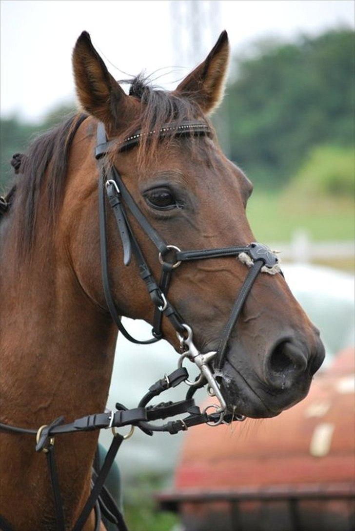 Anden særlig race Pretty Princess*Solgt* billede 1