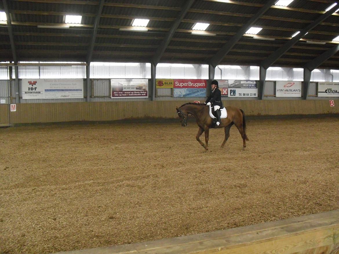 Dansk Varmblod SAM-SON ENSHØJ DV 792 RIP :-( billede 16