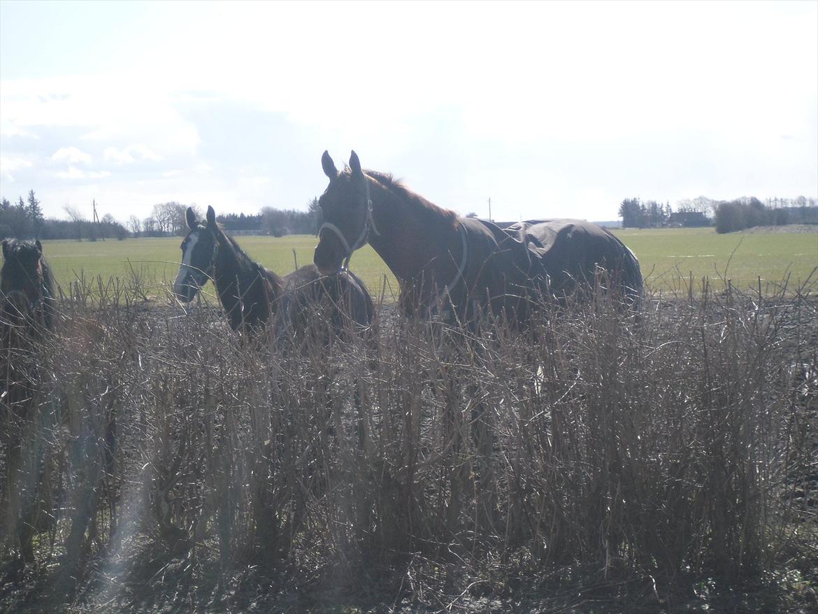 Dansk Varmblod SAM-SON ENSHØJ DV 792 RIP :-( - Sam-Son og Argument:-) billede 17