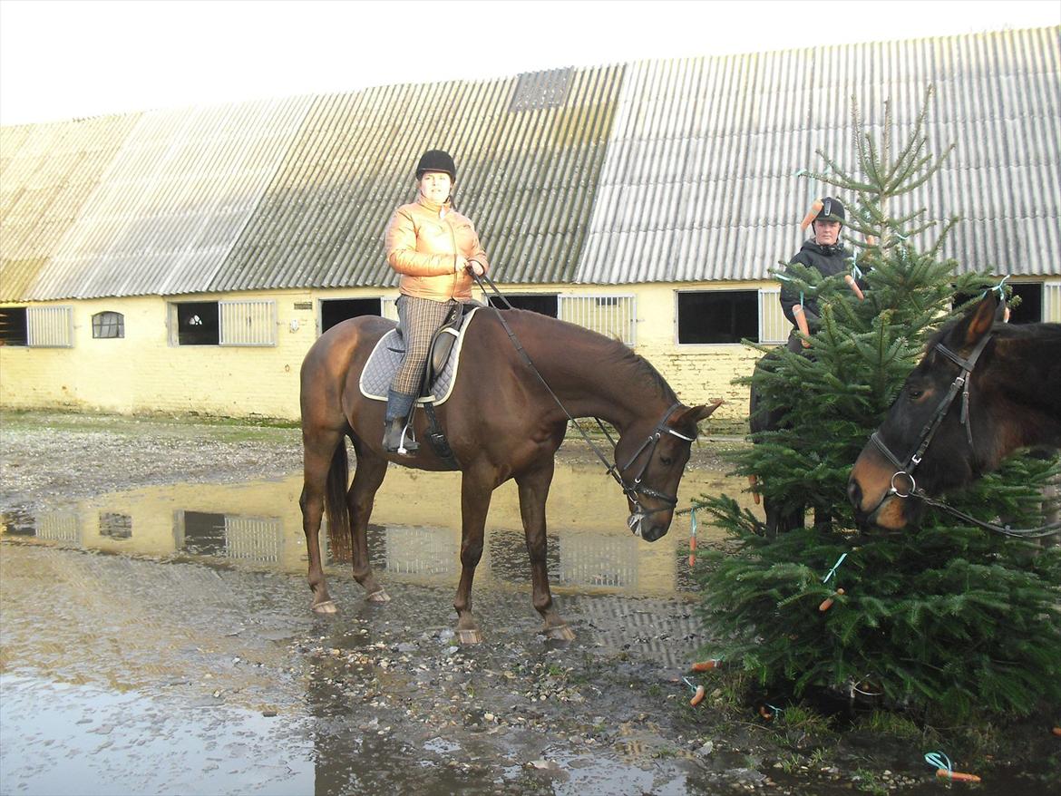 Dansk Varmblod SAM-SON ENSHØJ DV 792 RIP :-( billede 18