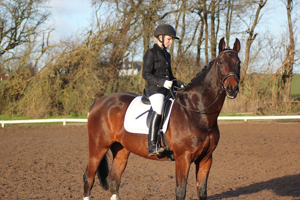 Dansk Varmblod Rubellit billede 8