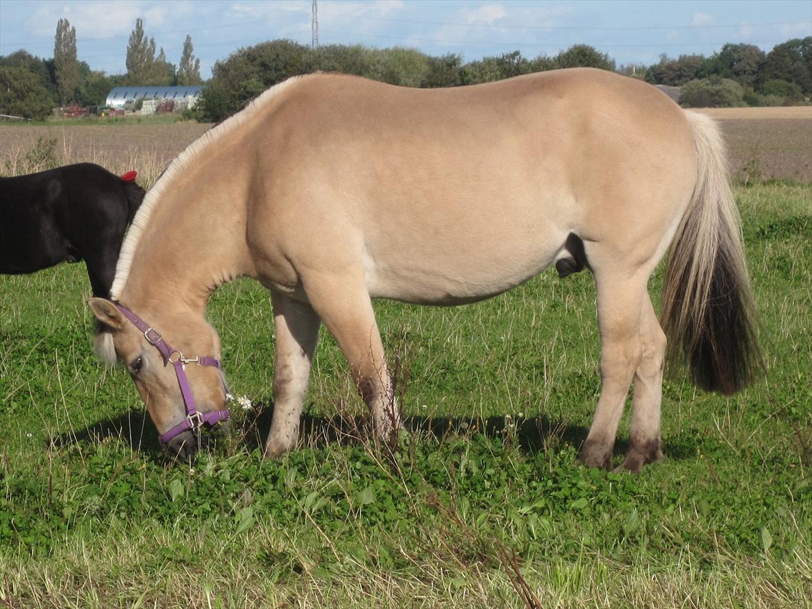Fjordhest Rune Åby  - billede: 7 billede 7