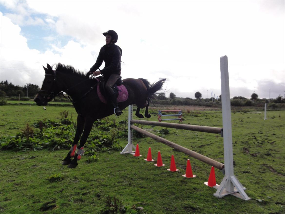 New Forest sabrina/minnie - var ikke helt med over springet billede 1