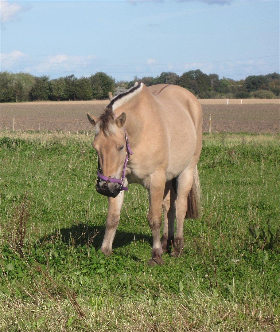 Fjordhest Rune Åby  - billede; 17 billede 17