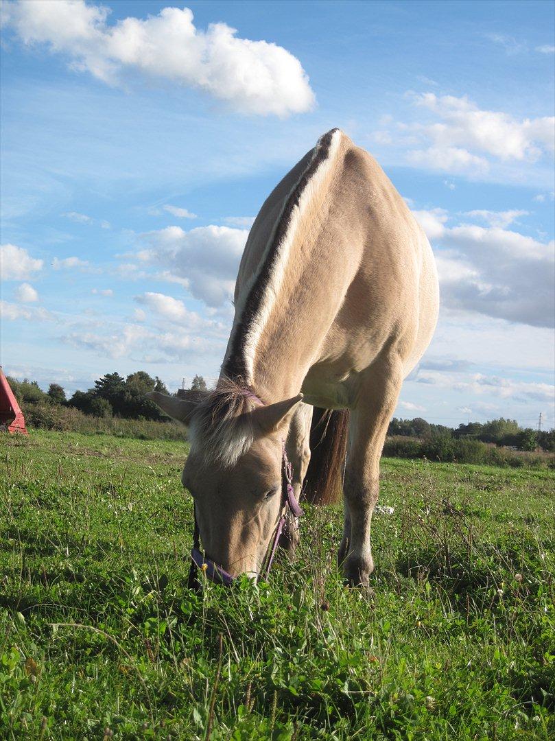Fjordhest Rune Åby  - billede: 18 billede 18