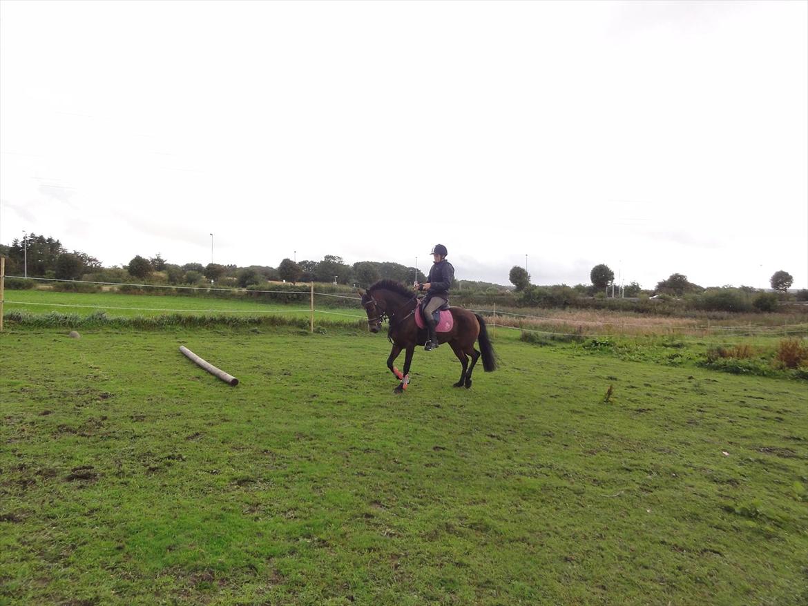 New Forest sabrina/minnie billede 2