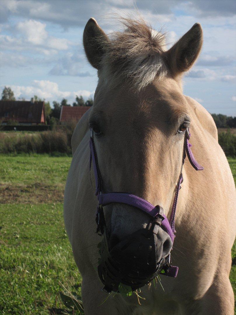 Fjordhest Rune Åby  - billede; 4 billede 4