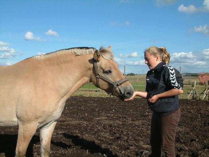 Fjordhest Rune Åby  - billede: 19 billede 19