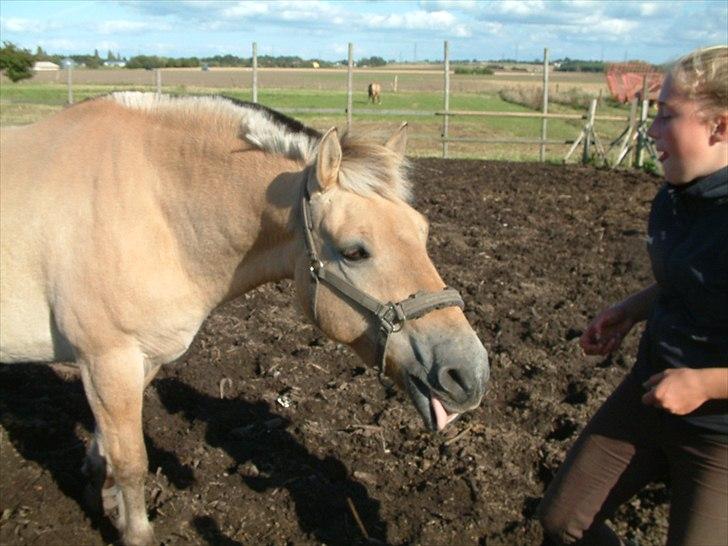 Fjordhest Rune Åby  - Gaal vi gode Rune!:D
billede;3 billede 3