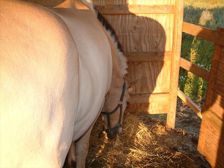 Fjordhest Rune Åby  - Tak For Kigget!:D<3
billede: 20 billede 20