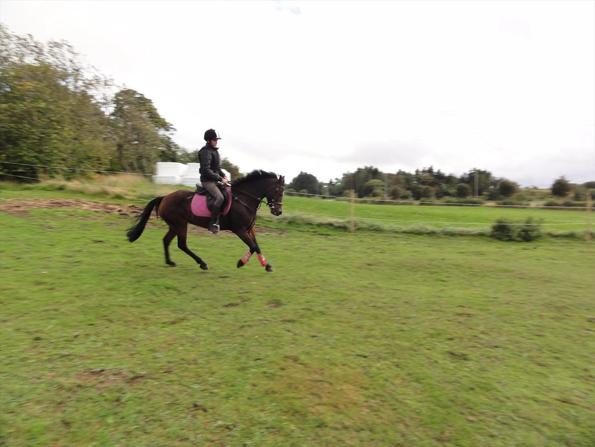 New Forest sabrina/minnie billede 3