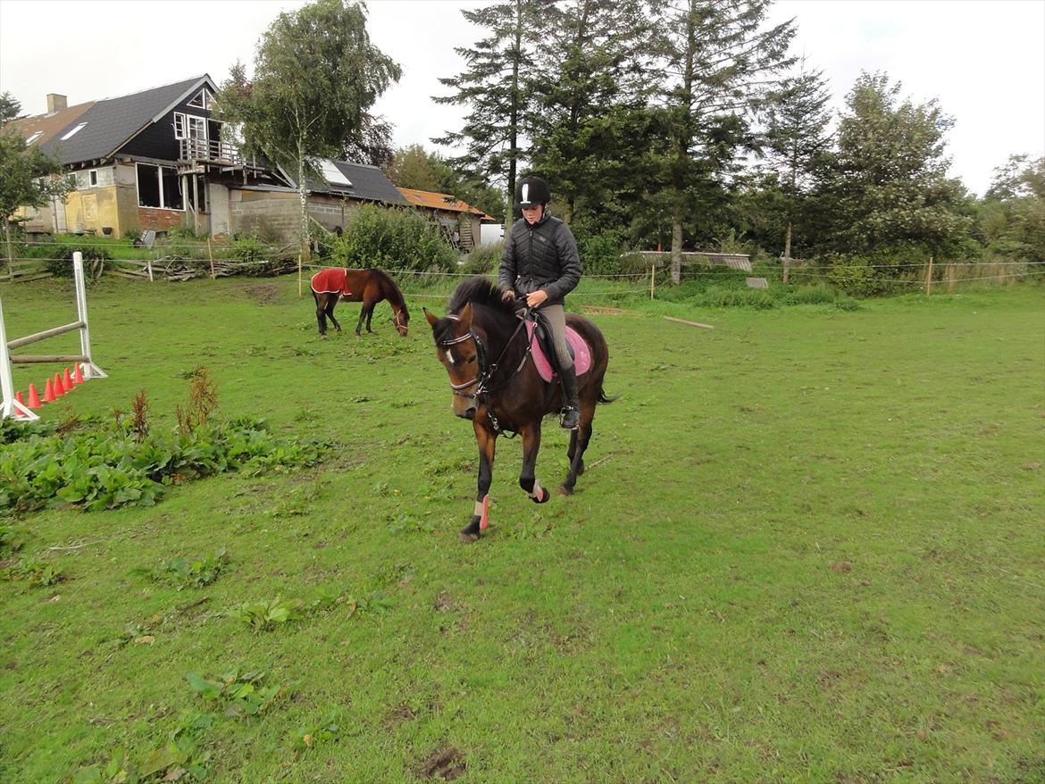 New Forest sabrina/minnie billede 4