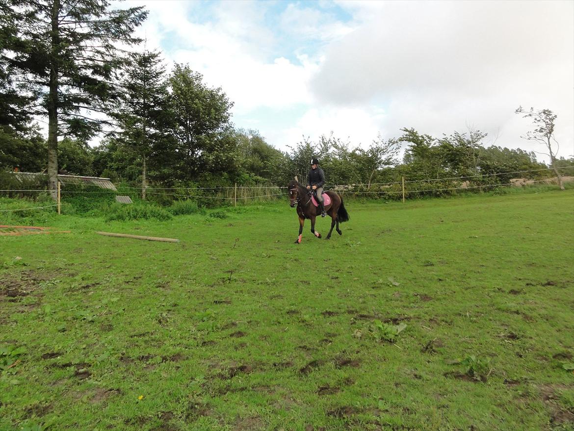 New Forest sabrina/minnie billede 5