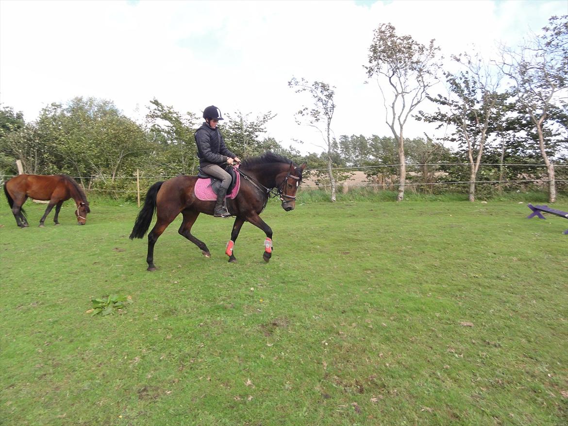 New Forest sabrina/minnie billede 6