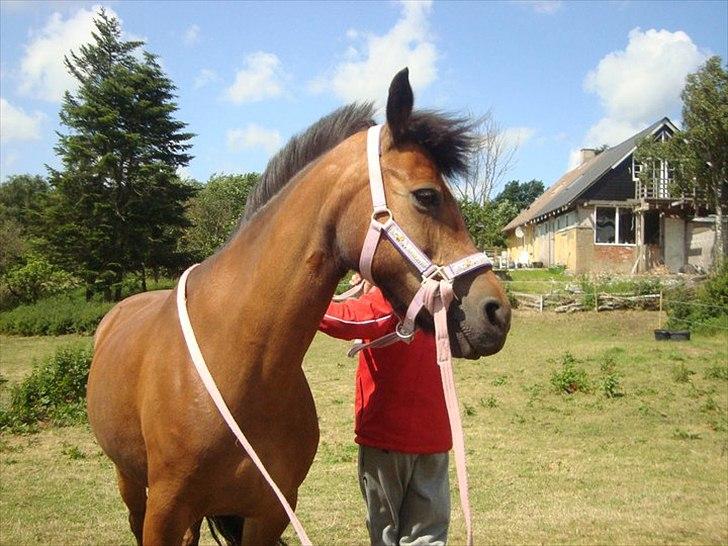 New Forest sabrina/minnie billede 8