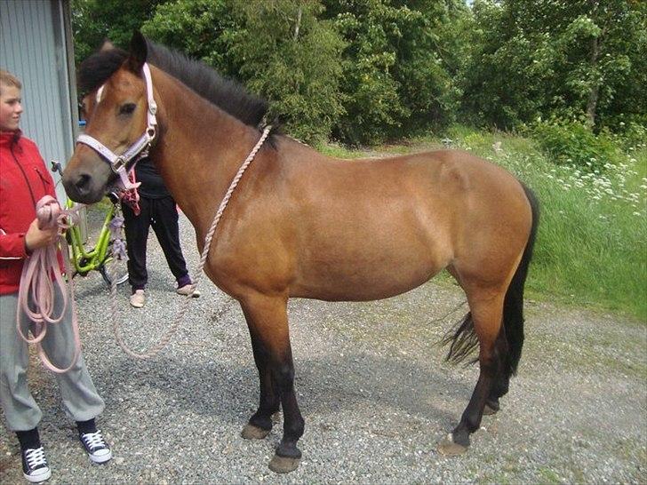 New Forest sabrina/minnie billede 9