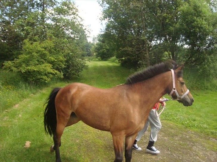 New Forest sabrina/minnie billede 10