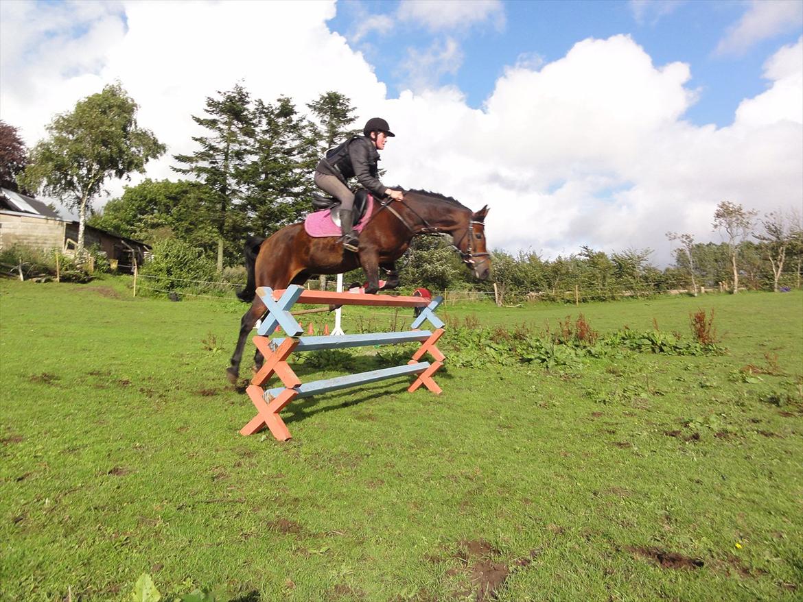 New Forest sabrina/minnie billede 13