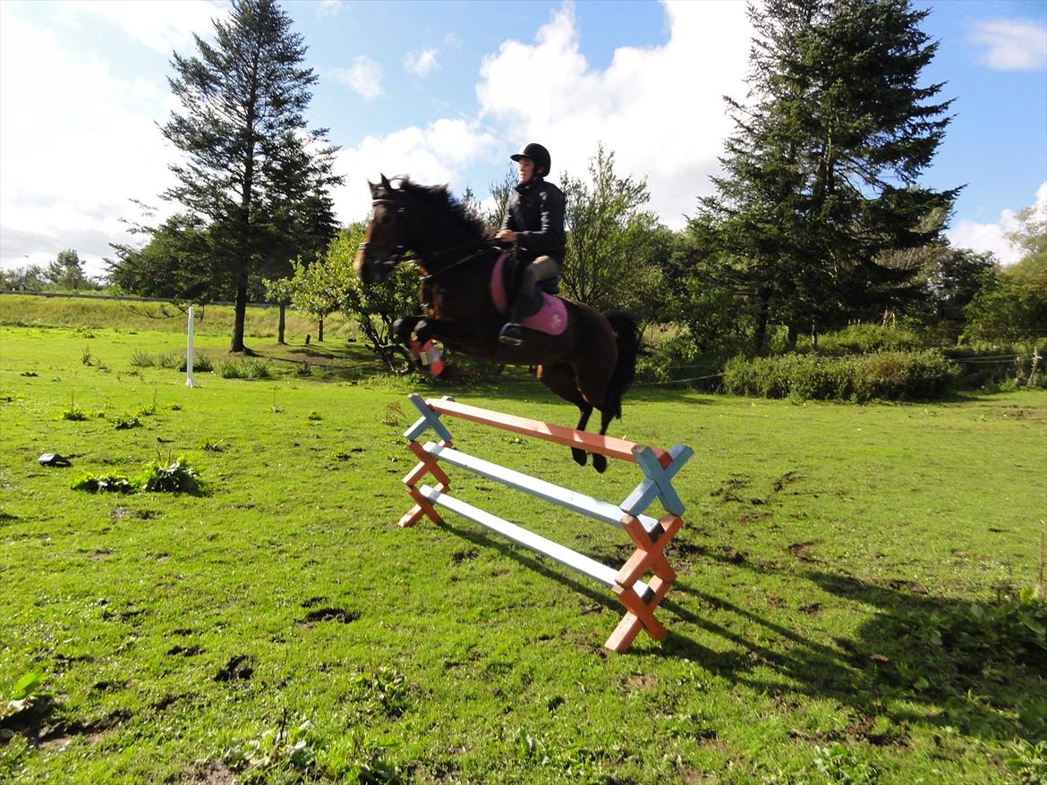 New Forest sabrina/minnie - hun kom med et stort ryg i sig så jeg satte mig ned i sadlen billede 14