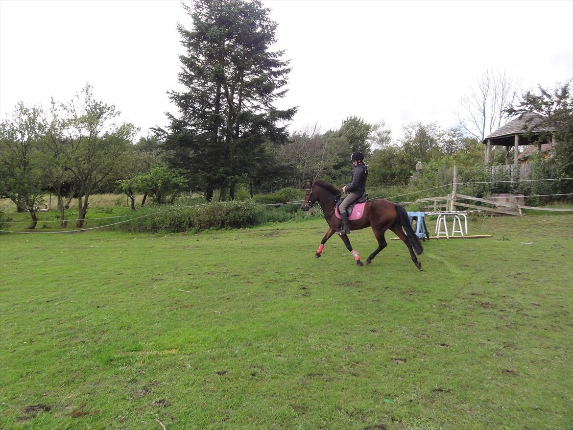 New Forest sabrina/minnie billede 17