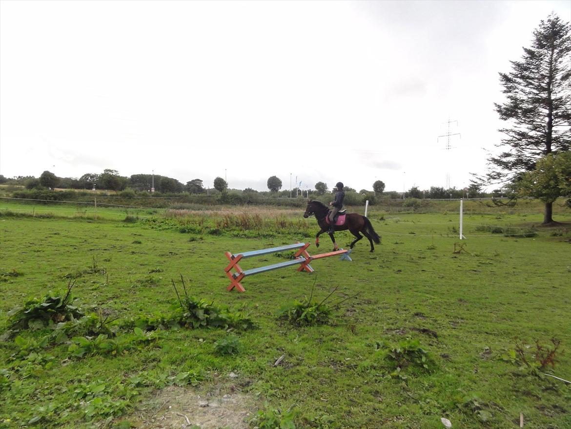 New Forest sabrina/minnie billede 18