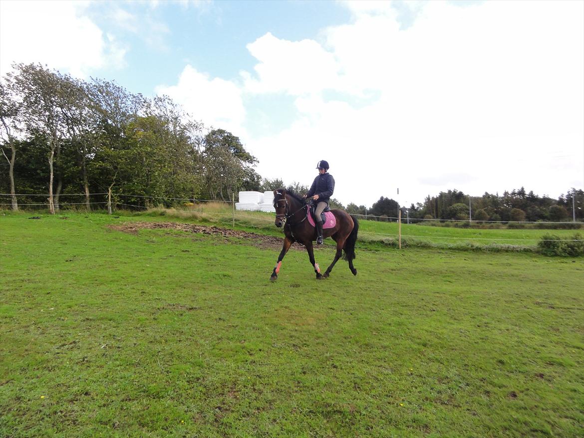 New Forest sabrina/minnie billede 19