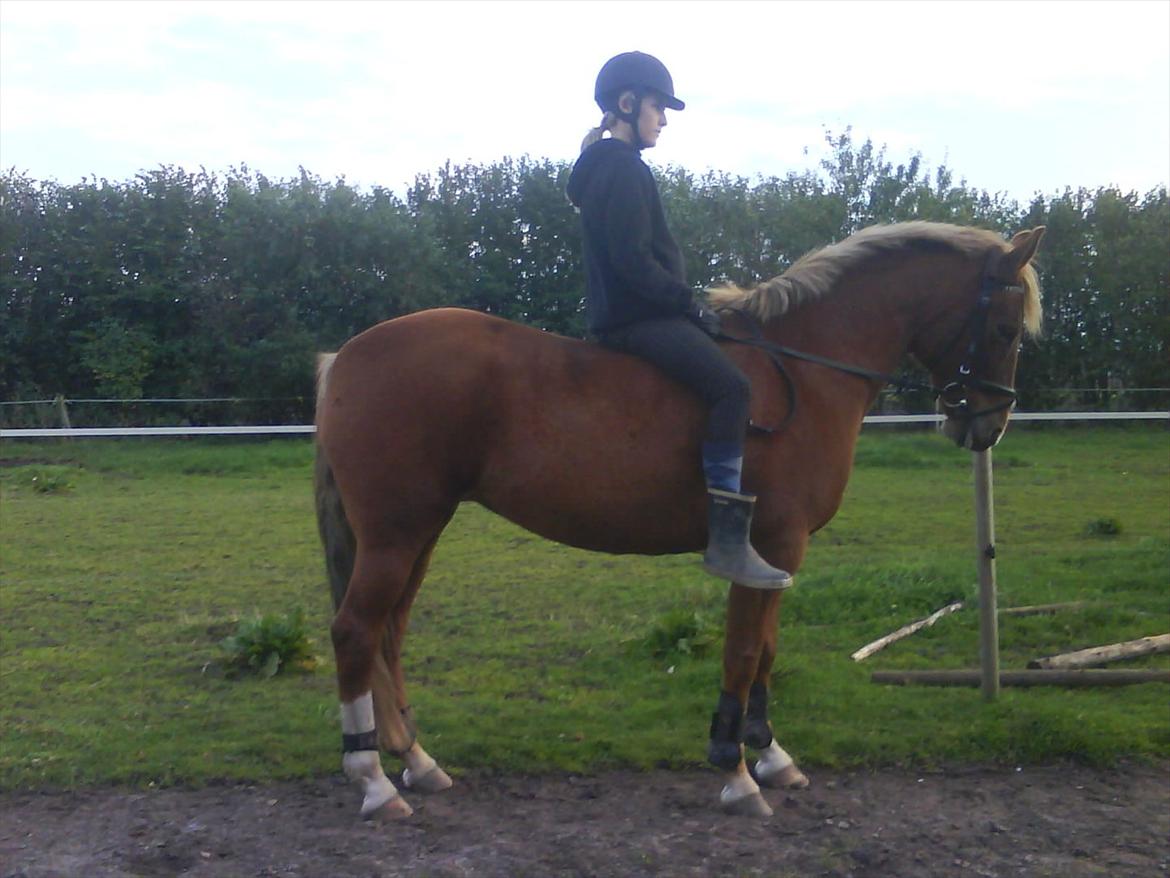 New Forest Nørregårds Miss Moonlight - Hyggeridning - uden sadel og i gummistøvler :D
"Jeg er dårlig til matematik, men jeg ved, at du kan regne med mig.Jeg er også dårlig til geografi, men jeg kan fortælle dig, at du bor i mit hjerte." <3 billede 5