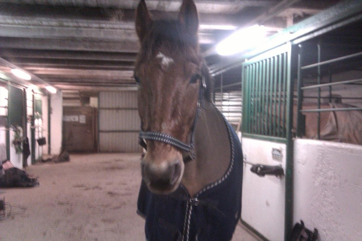 Anden særlig race Amazing Star - My Star <3 - Amazing på stald gangen <3 billede 8