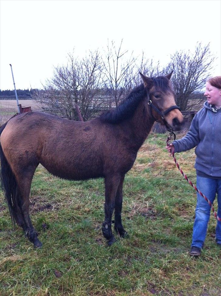 Anden særlig race Diva billede 2