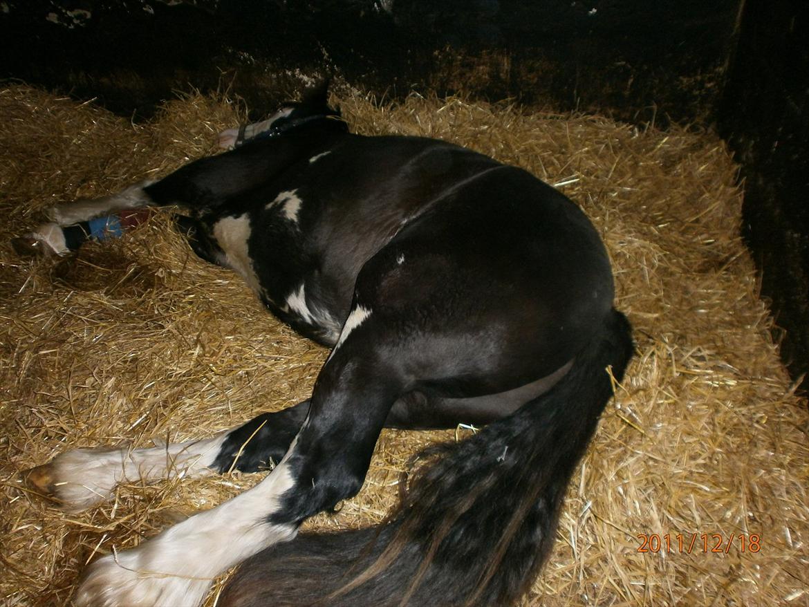 Tinker KENZO´S GENESIS - nu er kenzo faldet i søvn billede 13