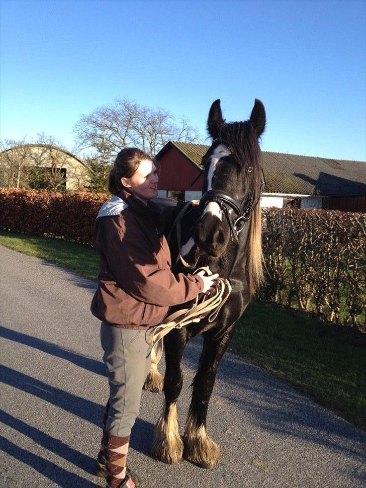 Irish Cob Sir Kalahan ( KALLE ) - 6-01-12 
Kalle 2 år og 5 måneder :) billede 18