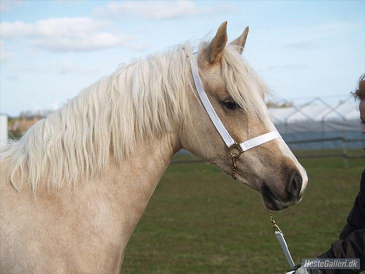 Welsh Cob (sec D) Sorrelcourt Enought Said *solgt* - FOTO: Zanne Jedig billede 13