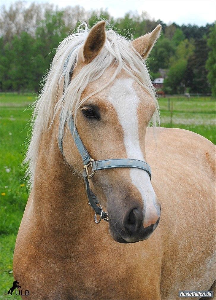 Welsh Cob (sec D) Sorrelcourt Enought Said *solgt* billede 5