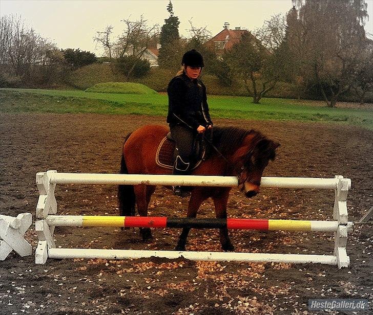 Exmoor Chi Chi  ¤ SOLGT! ¤ -  - Chi Chi... Du er en springpony (Der er bare ikke så mange der tror på det) Hvor der er en vilje, er der en vej. Og den vej har vi for længst krydset! <3

Foto: Mutti! <3  billede 9